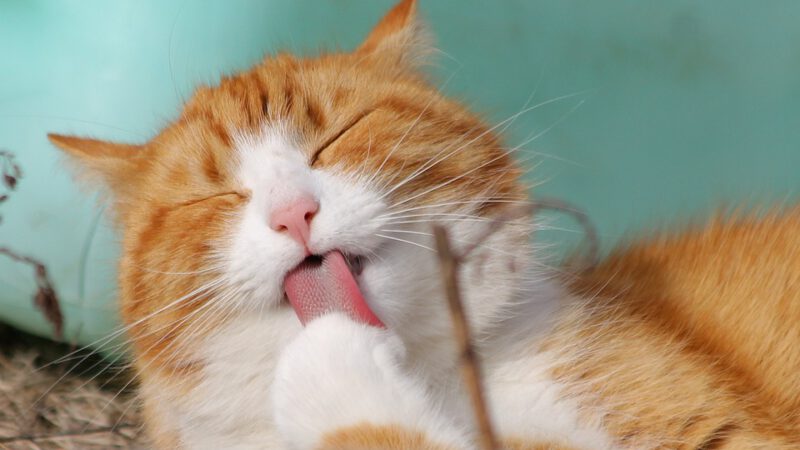 kat1