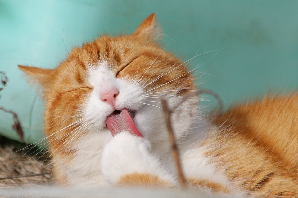 kat1